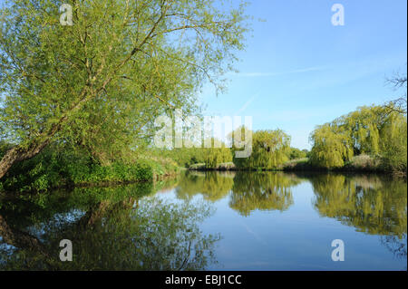 Earl Frühling Morgen mit einem strahlend blauen Himmel Hintergrund auf dem Fluss Avon in Stratford-upon-Avon, Warwickshire, England, Großbritannien Stockfoto