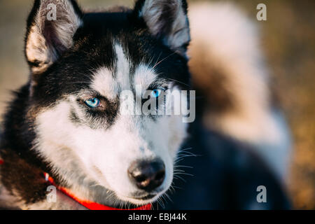 Junge glücklich Husky Welpen Eskimo Hund Gesicht Nahaufnahme Stockfoto