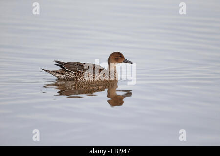 Nördlichen Pintail, Anas Acuta, einzelne Weibchen auf dem Wasser, Gloucestershire, November 2014 Stockfoto