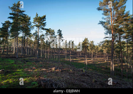 Nadelbaum und Birke Wald bei Graffham häufig, West Sussex, UK Stockfoto