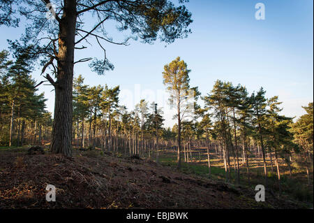 Nadelbaum und Birke Wald bei Graffham häufig, West Sussex, UK Stockfoto