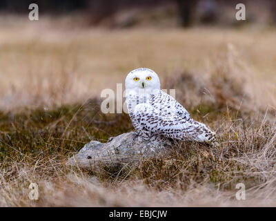 Schneeeule [Bubo Scandiacus] posiert auf einem Felsen im offenen Heidekraut bekleideten Sumpfland. Stockfoto