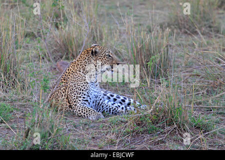 Afrikanischer Leopard auf der Masai Mara kenyap Stockfoto