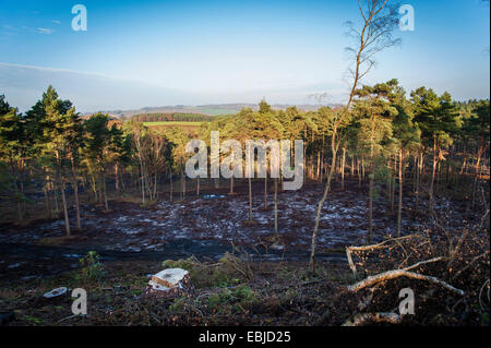 Nadelbaum und Birke Wald bei Graffham häufig, West Sussex, UK Stockfoto