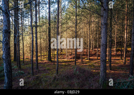 Nadelbaum und Birke Wald bei Graffham häufig, West Sussex, UK Stockfoto