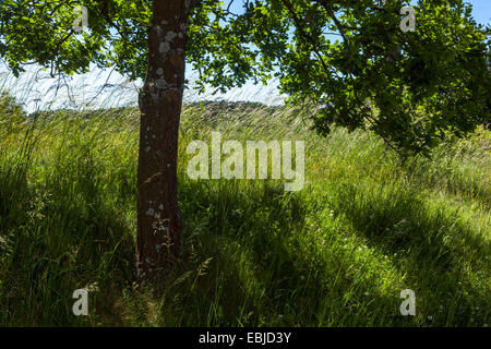 Tree in a summer meadow, grass growing under tree Czech Republic Stockfoto