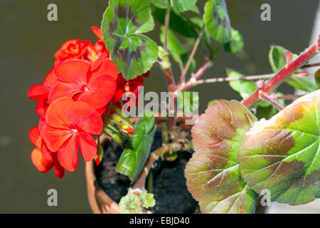 Geranien, Pelargonien (Pelargonium Zonale Hybriden). Stockfoto