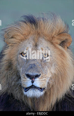 Porträt von einem erwachsenen männlichen Löwen Stockfoto