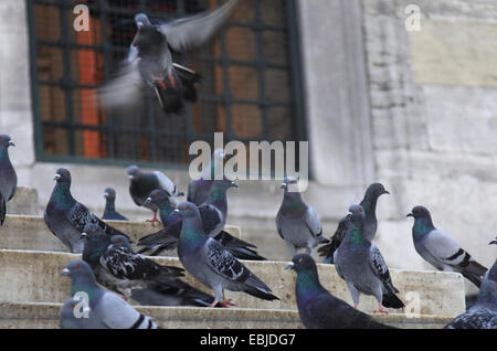inländische Taube (Columba Livia F. Domestica), auf eine Steintreppe, auf der Suche nach Getreide ernähren, geworfen von Passanten, Türkei, Istanbul Stockfoto