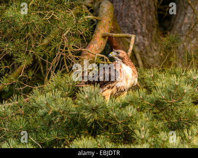 Red Tailed Hawk [Buteo Jamaicensis] posiert in einer Wald-Kiefer. Stockfoto