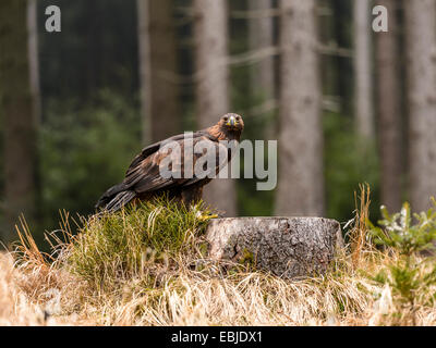 Wunderschöne Golden Eagle [Aquila Chrysaetos] posiert auf einem Baumstumpf suchen in einem Wald, Wald-Hintergrund bedrohlich. Stockfoto