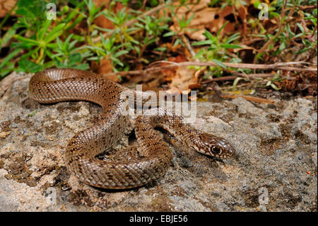 Große Peitsche Schlange (Dolichophis Caspius, Coluber Caspius), juvenile mit typischen Maculation kriecht über Felsen, Griechenland, Zuge Stockfoto