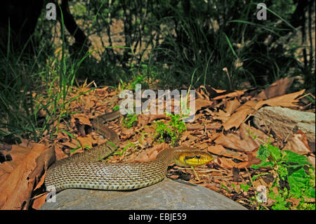 Aesculapian Schlange (bieten Longissima, Zamenis Longissimus), juvenile kriecht über einen Stein auf den Wald Boden, Griechenland, Chalkidiki Stockfoto
