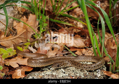 Große Peitsche Schlange (Dolichophis Caspius, Coluber Caspius), juvenile mit typischen Maculation, Griechenland, Zuge Stockfoto