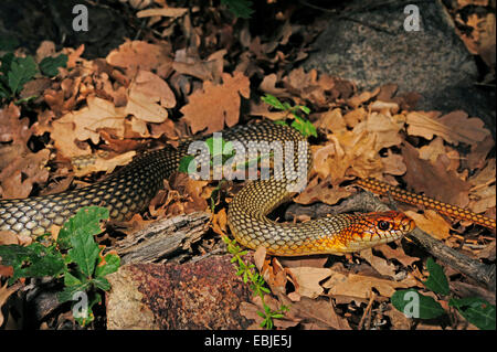 Große Peitsche Schlange (Dolichophis Caspius, Coluber Caspius), männliche kriecht über Wald Boden, Griechenland, Zuge Stockfoto