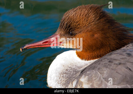 Gänsesäger (Mergus Prototyp), Weiblich, Porträt, Schweiz, Sankt Gallen Stockfoto