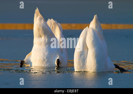 Höckerschwan (Cygnus Olor), auf den Feed, Österreich, NSG Rheinmündung Stockfoto