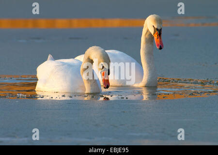 Höckerschwan (Cygnus Olor), auf einem zugefrorenen See am Abend auf den Feed, Österreich, NSG Rheinmündung, Fussach Stockfoto