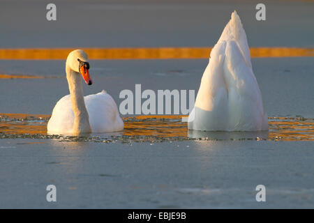 Höckerschwan (Cygnus Olor), auf einem zugefrorenen See am Abend Dilettantismus, Österreich, NSG Rheinmündung, Fussach Stockfoto