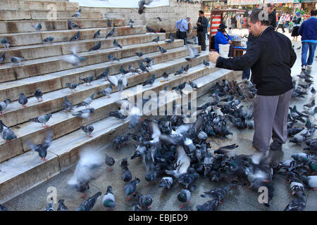 häusliche Taube (Columba Livia F. Domestica) Mann Fütterung Tauben in der Stadt, die Türkei, Istanbul Stockfoto