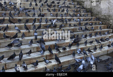 inländische Taube (Columba Livia F. Domestica), auf eine Steintreppe, auf der Suche nach Getreide ernähren, geworfen von Passanten, Türkei, Istanbul Stockfoto