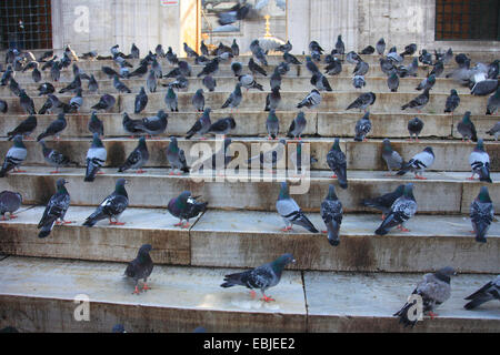 inländische Taube (Columba Livia F. Domestica), auf eine Steintreppe, auf der Suche nach Getreide ernähren, geworfen von Passanten, Türkei, Istanbul Stockfoto