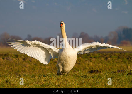 Höckerschwan (Cygnus Olor), stehend auf einer Wiese mit Flügeln, Österreich, NSG Rheinmündung, Fussach Stockfoto