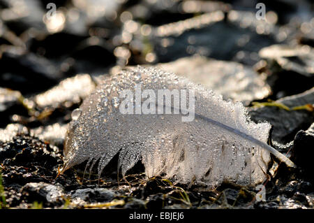 weiße Feder auf Boden Boden bedeckt mit Wassertropfen, Deutschland, Nordrhein-Westfalen Stockfoto