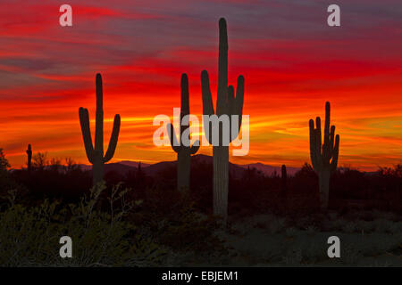 Saguaro-Kaktus (Carnegiea Gigantea, Cereus Giganteus), große Individuen bei Sonnenuntergang, USA, Arizona, Phoenix Stockfoto
