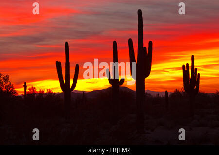 Saguaro-Kaktus (Carnegiea Gigantea, Cereus Giganteus), große Individuen bei Sonnenuntergang, USA, Arizona, Phoenix Stockfoto