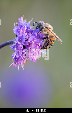 Honigbiene, rose Bienenkorb Biene (Apis Mellifera Mellifera), auf eine Zigeunerin mit Morgentau, Dänemark, Jylland Stockfoto