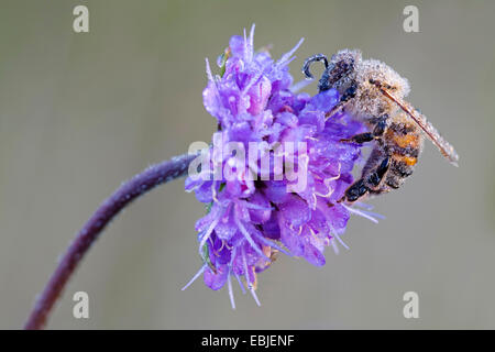 Honigbiene, rose Bienenkorb Biene (Apis Mellifera Mellifera), auf eine Zigeunerin mit Morgentau, Dänemark, Jylland Stockfoto