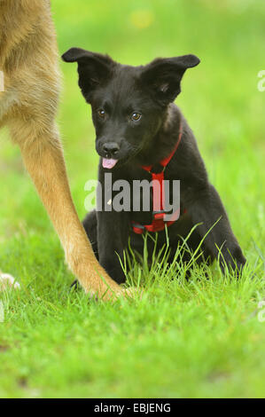 Deutscher Schäferhund (Canis Lupus F. Familiaris), schwarze Rasse trächtige mit Hundegeschirr auf sitzen auf einer Wiese neben einem stehenden Erwachsenen gemischt Deutscher Schäferhund, Deutschland Stockfoto