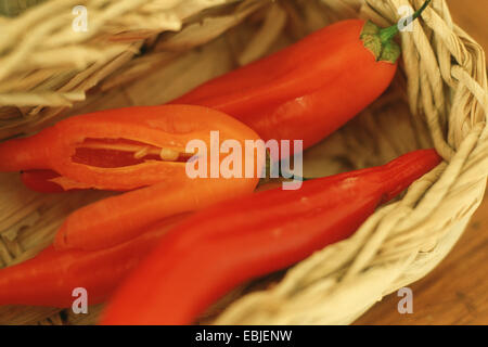 Peruanische Paprika, Pfeffer Aji Aji Habanero, Chili, Lemon Drop, heiße Zitrone (Capsicum Baccatum var. Pendel), Früchte in einem Korb Stockfoto