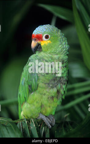 rot-orientieren Amazon (Amazona Autumnalis), sitzen auf Palmwedel Stockfoto