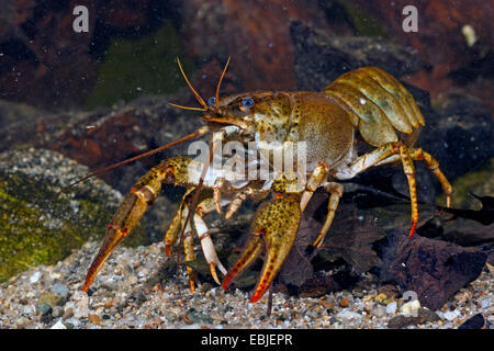 lange Krallen Flusskrebs (Astacus Leptodactylus), Weibchen auf dem Boden Stockfoto