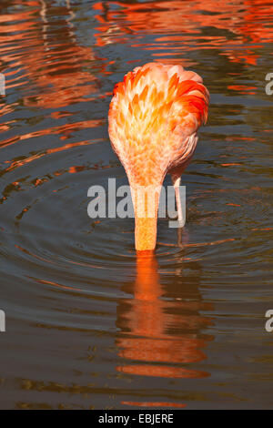 Rosaflamingo, American Flamingo Karibik Flamingo (Phoenicopterus Ruber Ruber), stehen im flachen Wasser mit Kopf unter Wasser, Suche Essen Stockfoto