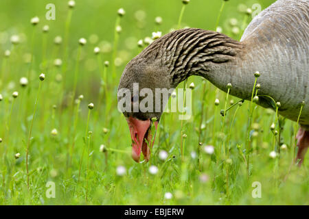 Graugans (Anser Anser), Fütterung Rasen, Deutschland, Bayern Stockfoto