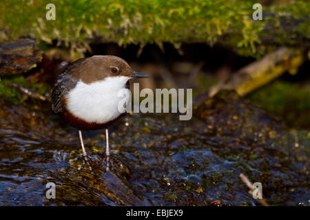 Wasseramseln (Cinclus Cinclus), stehend im Bach, Schweiz, Sankt Gallen Stockfoto