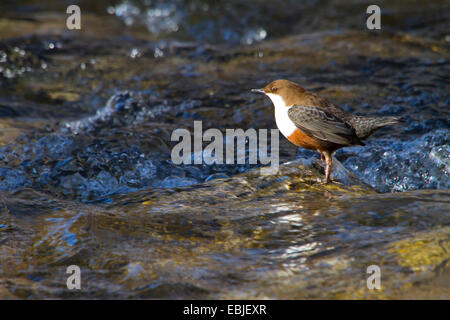 Wasseramseln (Cinclus Cinclus), stehend im Bach, Schweiz, Sankt Gallen Stockfoto