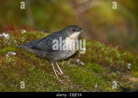 Wasseramseln (Cinclus Cinclus), Quietsche auf bemoosten Felsen an einem Bach, der Schweiz, Sankt Gallen Stockfoto