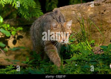 Europäische Wildkatze, Wald Wildkatze (Felis Silvestris Silvestris), schleichen, Österreich, Vorarlberg Stockfoto