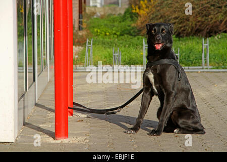 Haushund (Canis Lupus F. Familiaris), warten an der Leine vor einem Supermarkt, Deutschland Stockfoto