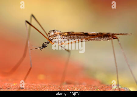 nonbiting Mücken und Schnaken (Chironomidae), Limoniid Mücke sitzt auf einer Mauer, Deutschland Stockfoto