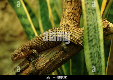 dornig-tailed australische Skink (Egernia Stokesii), auf einem Ast Stockfoto