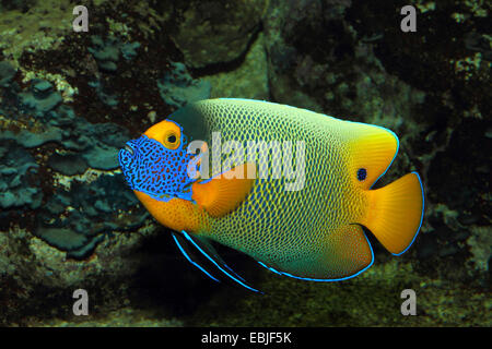 gelb-faced Kaiserfisch, blau-Gesicht Kaiserfisch, Yellowface Kaiserfisch (Pomacanthus Xanthometopon), Seitenansicht Stockfoto