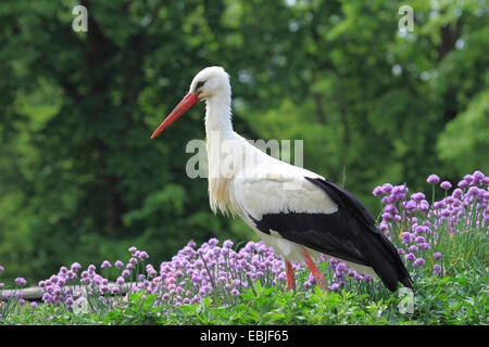 Weißstorch (Ciconia Ciconia) im Garten in blühender Schnittlauch Stockfoto