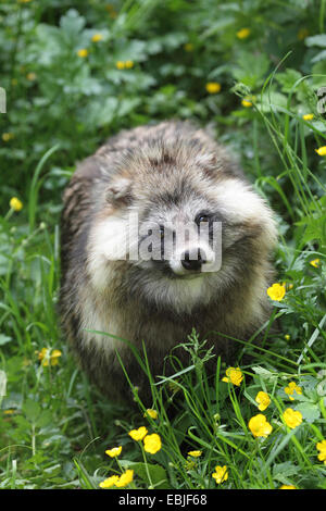 Marderhund (Nyctereutes Procyonoides), Wiese, Deutschland Stockfoto