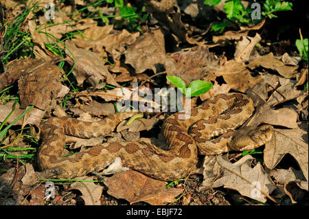 Nase-gehörnte Viper, gehörnte Viper, Langnasen-Viper (Vipera Ammodytes, Vipera Ammodytes Meridionalis), Weiblich, kriecht über Laub perfekt getarnt, Griechenland, Mazedonien, Kato Olympos Stockfoto