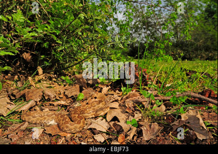 Nase-gehörnte Viper, gehörnte Viper, Langnasen-Viper (Vipera Ammodytes, Vipera Ammodytes Meridionalis), Weiblich, kriecht über Laub perfekt getarnt, Griechenland, Mazedonien, Kato Olympos Stockfoto